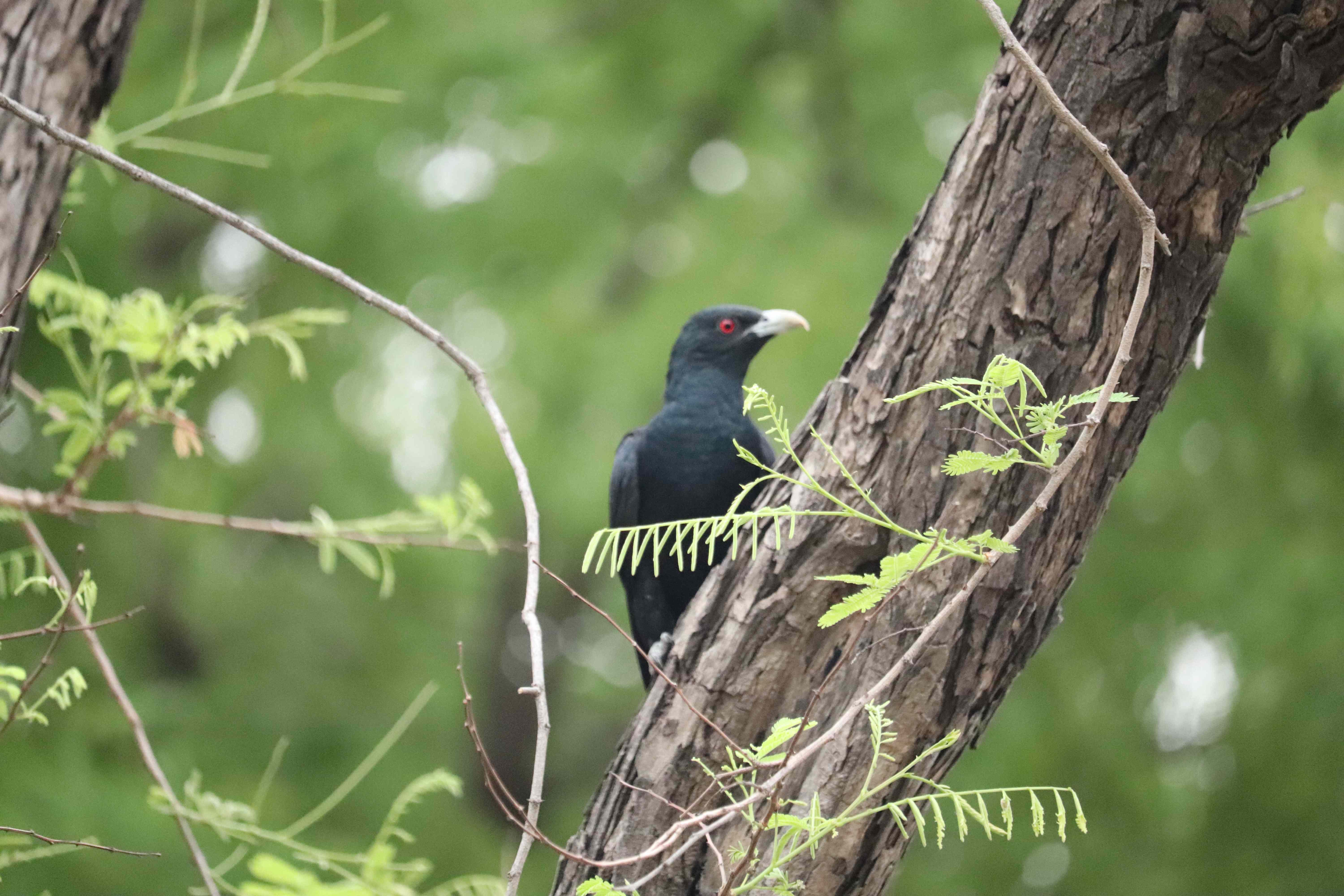 Asian Koel