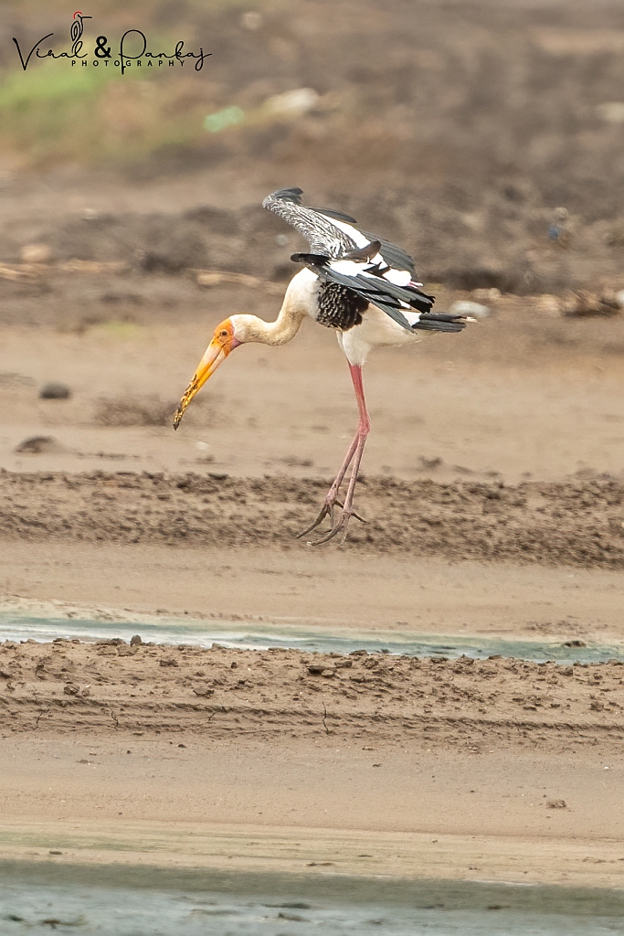 Painted Stork