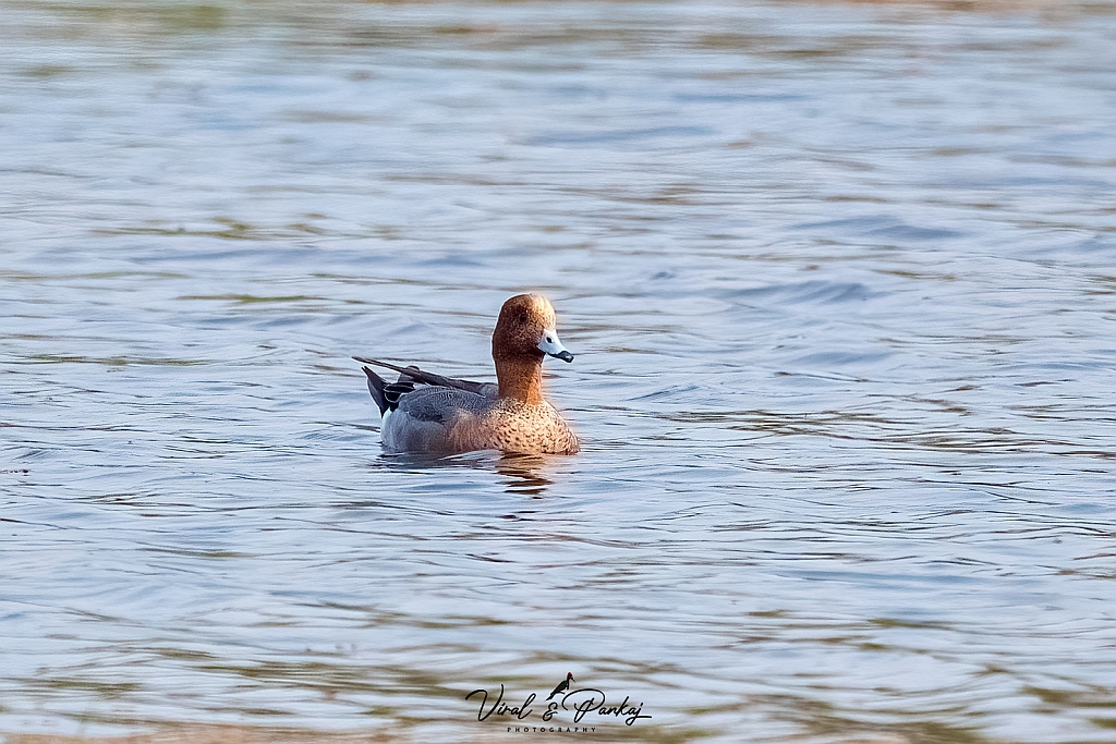 Eurasian Wigeon