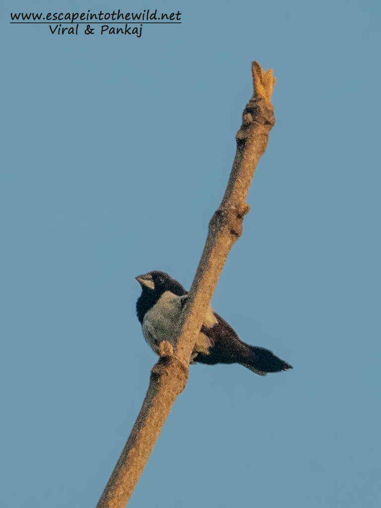 White-rumped Munia