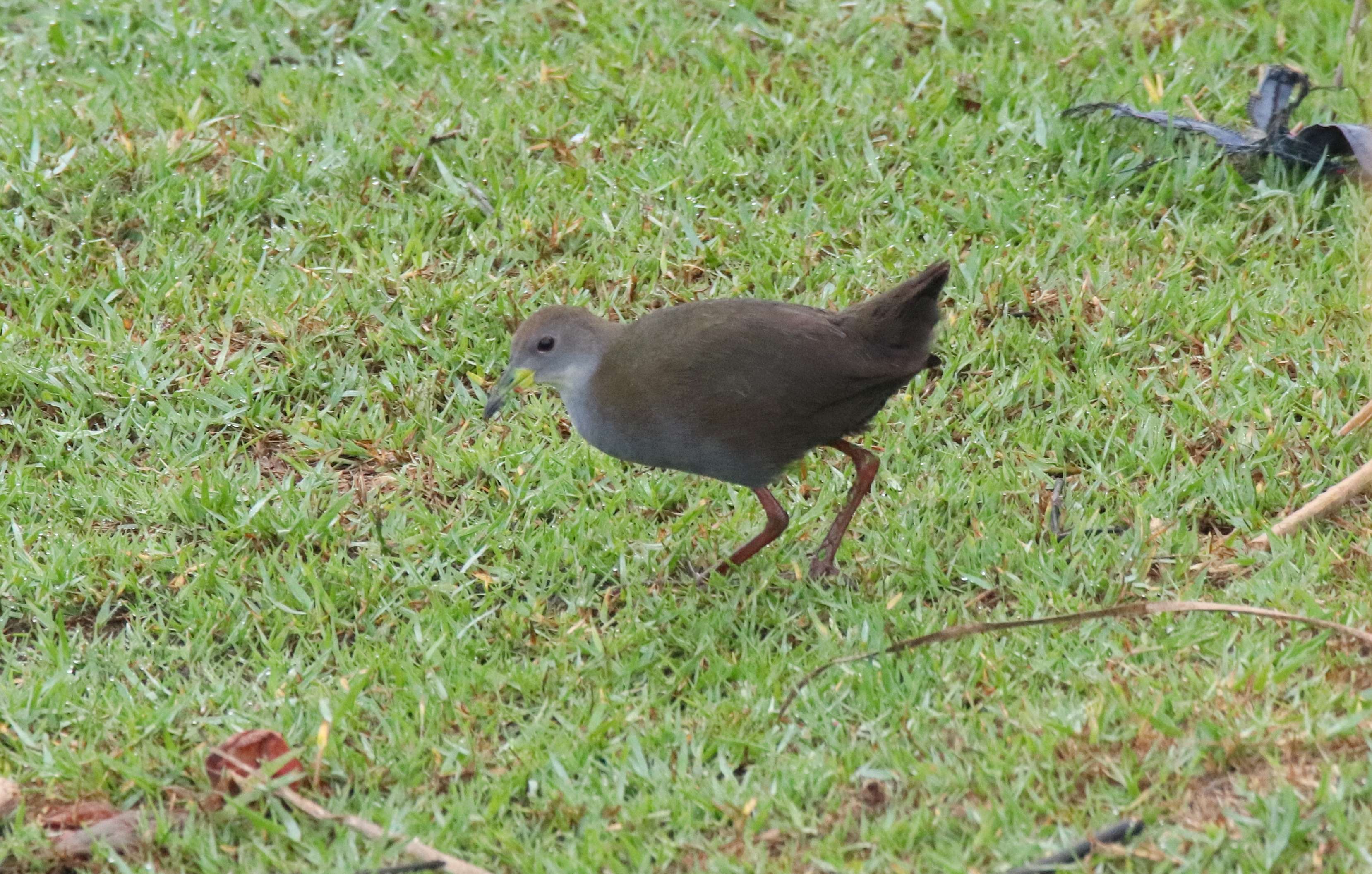 Brown Crake