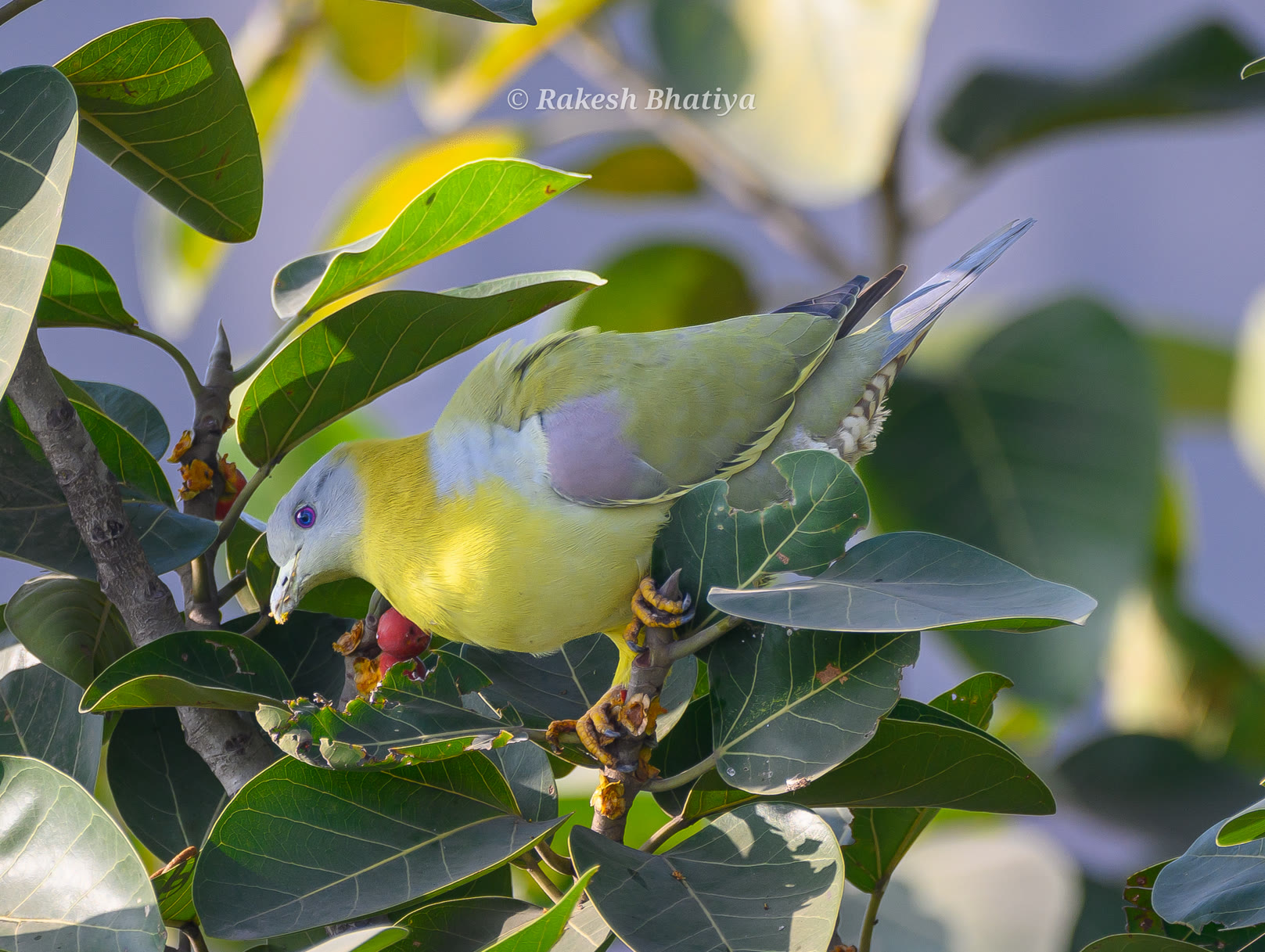 Yellow-footed Green Pigeon