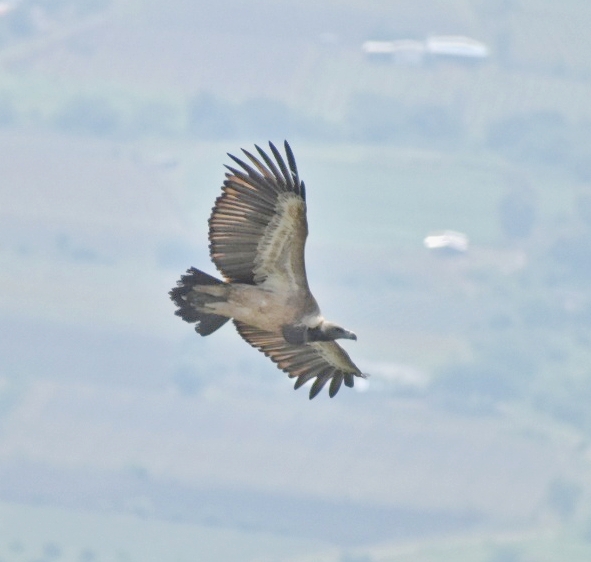 White-rumped Vulture