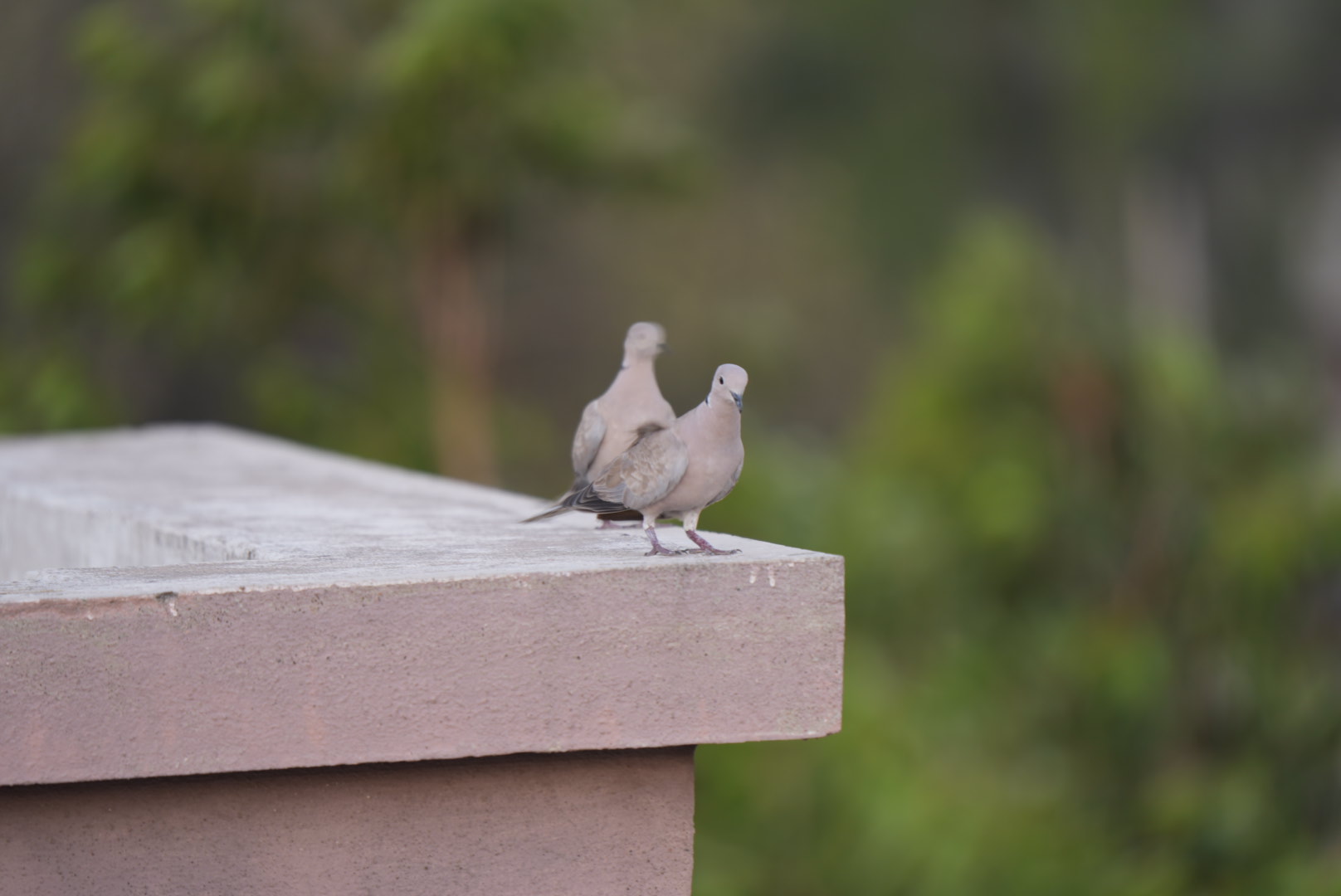 Eurasian Collared Dove