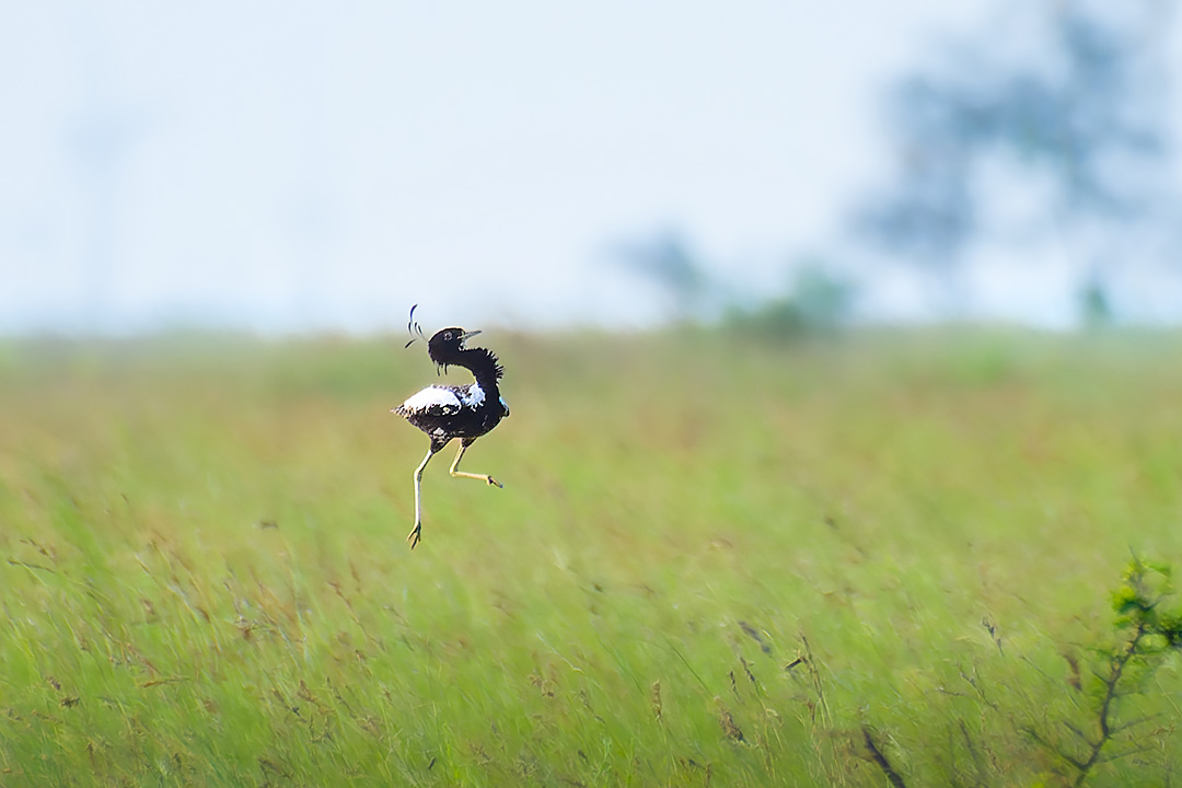 Lesser Florican