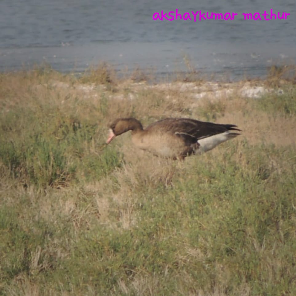 Greater White-fronted Goose 