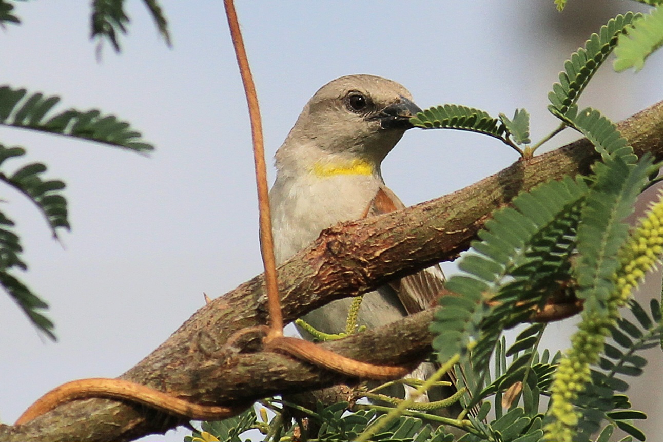 Chestnut-shouldered Petronia