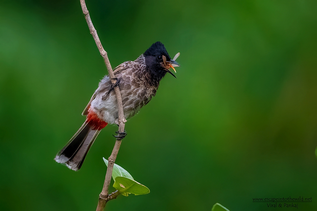Red-vented Bulbul