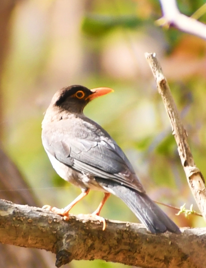 Indian Blackbird 