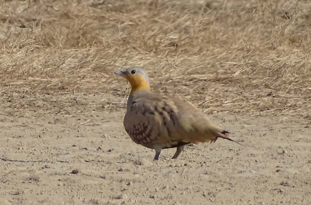 Spotted Sandgrouse