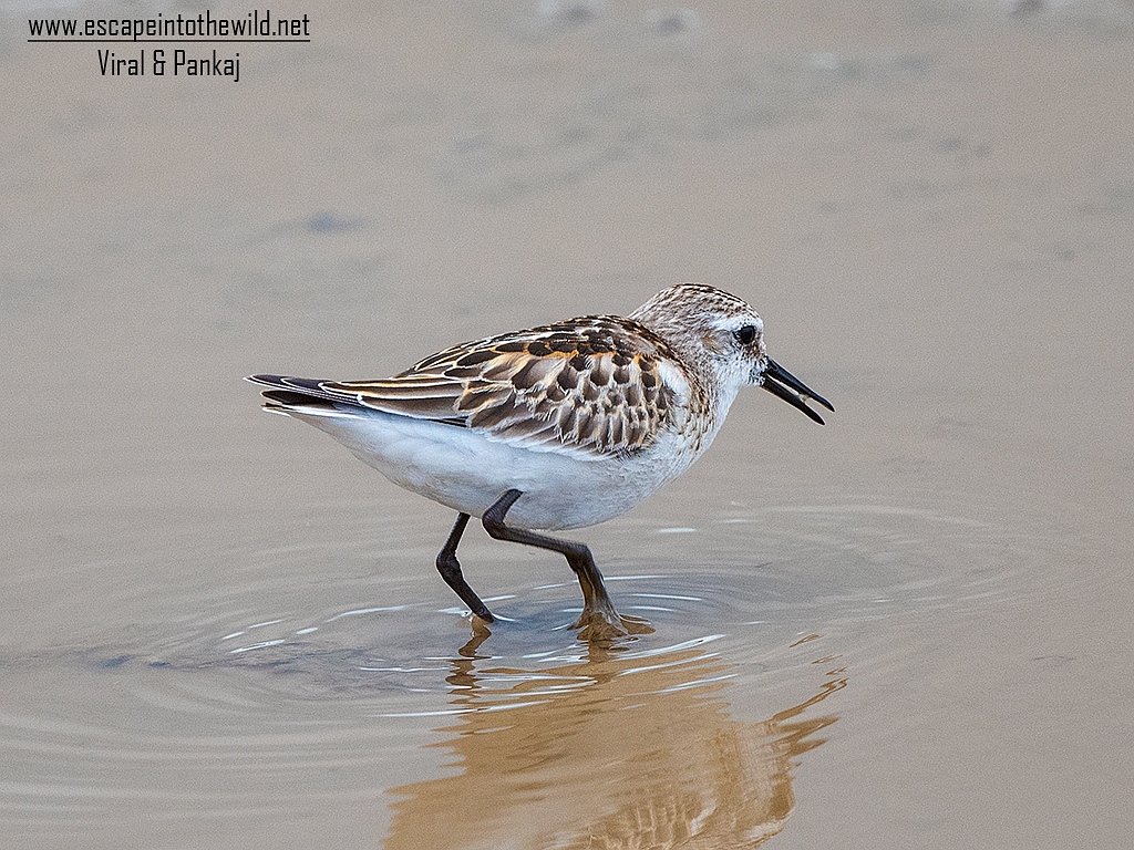 Little Stint