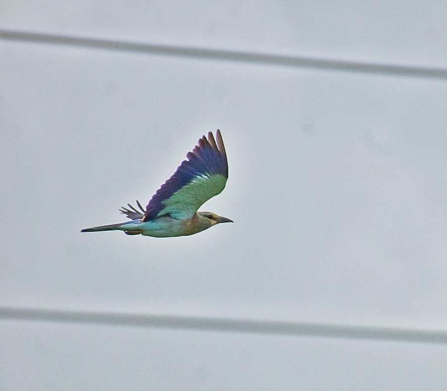 European Roller