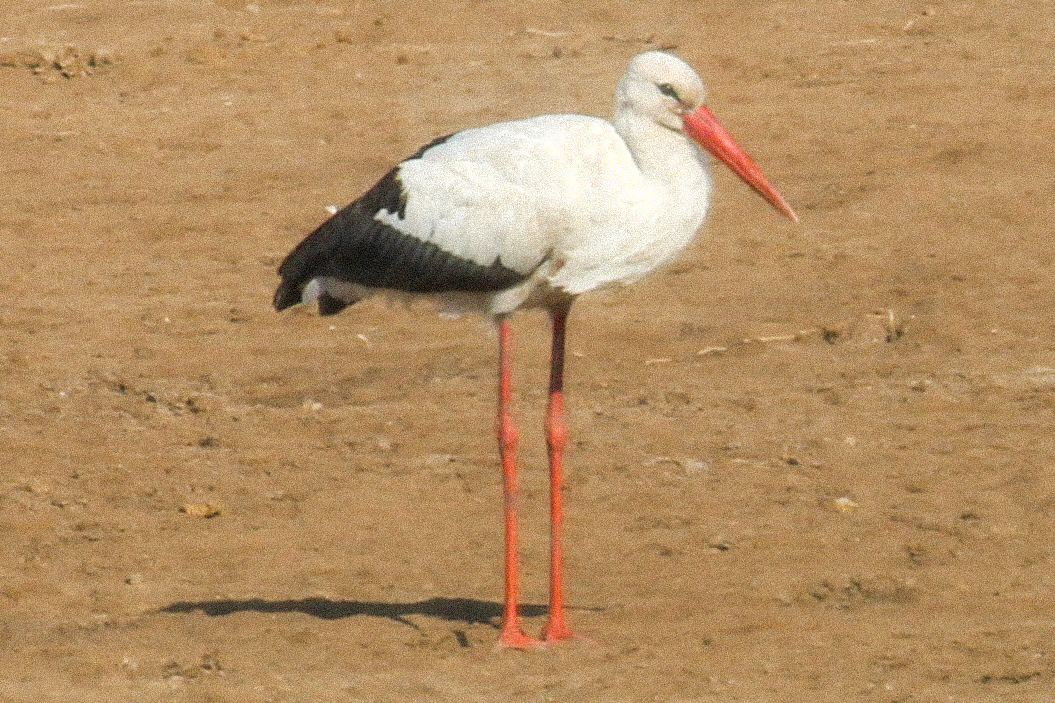 White Stork