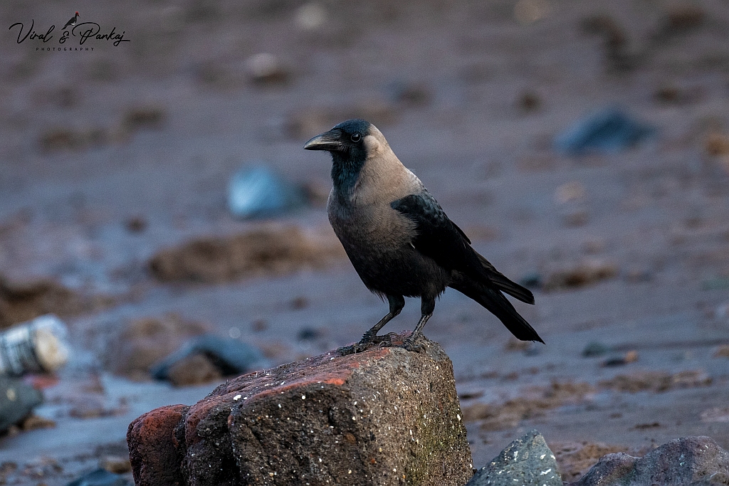 House Crow