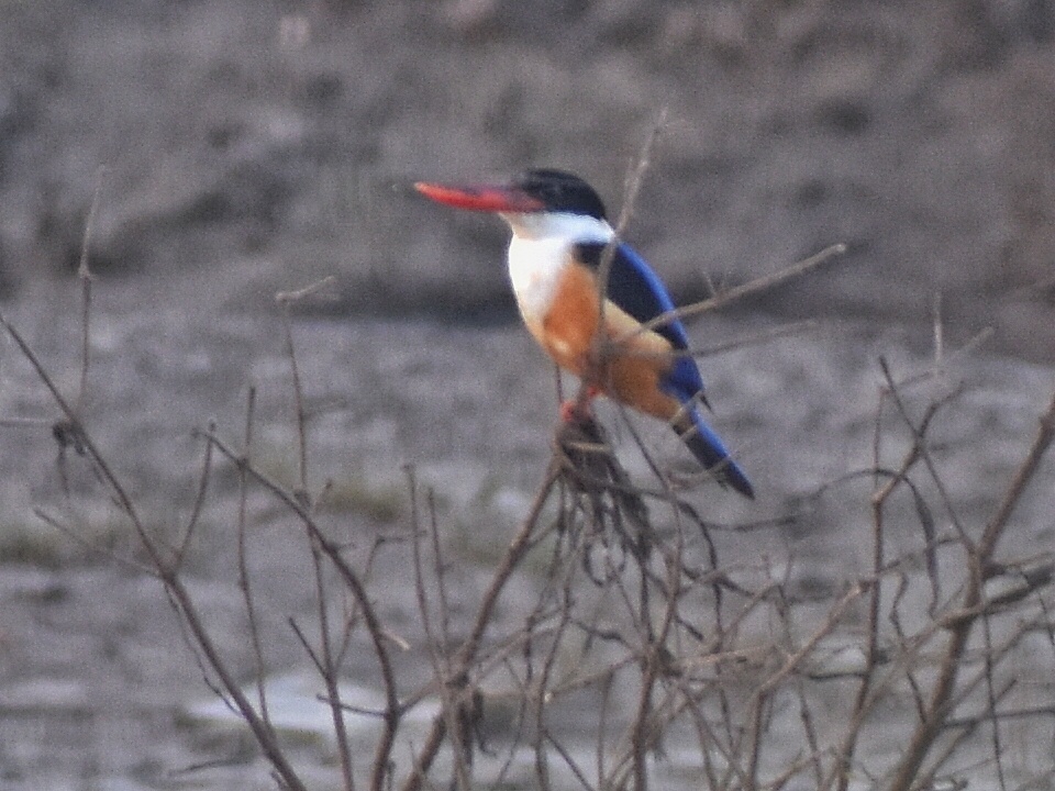 Black-capped Kingfisher