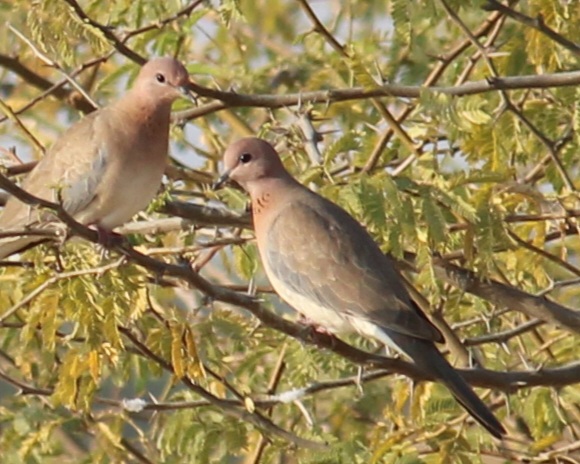 Laughing Dove
