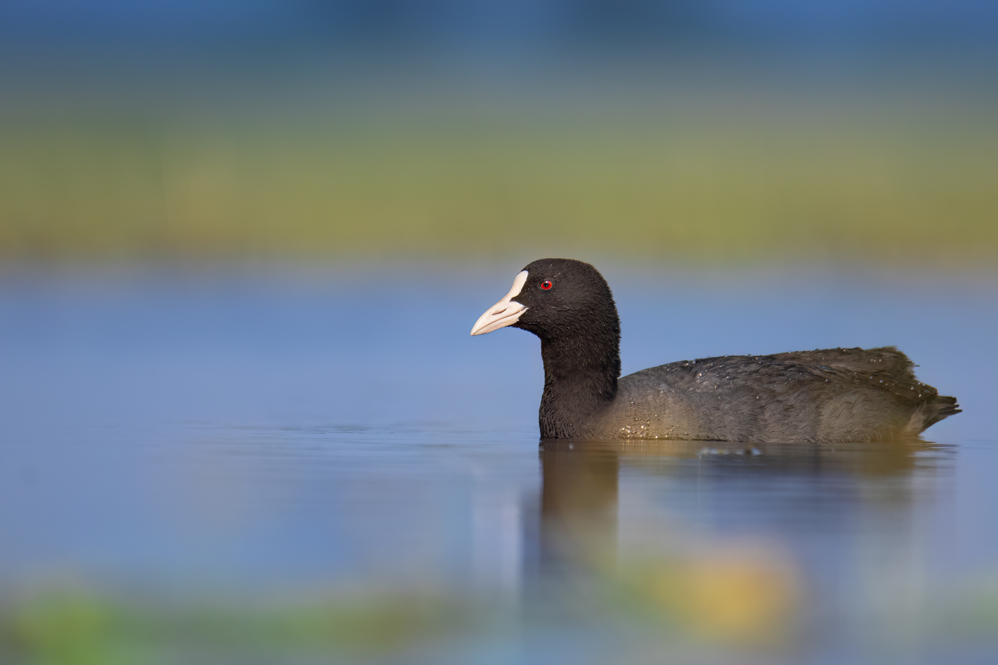 Eurasian Coot