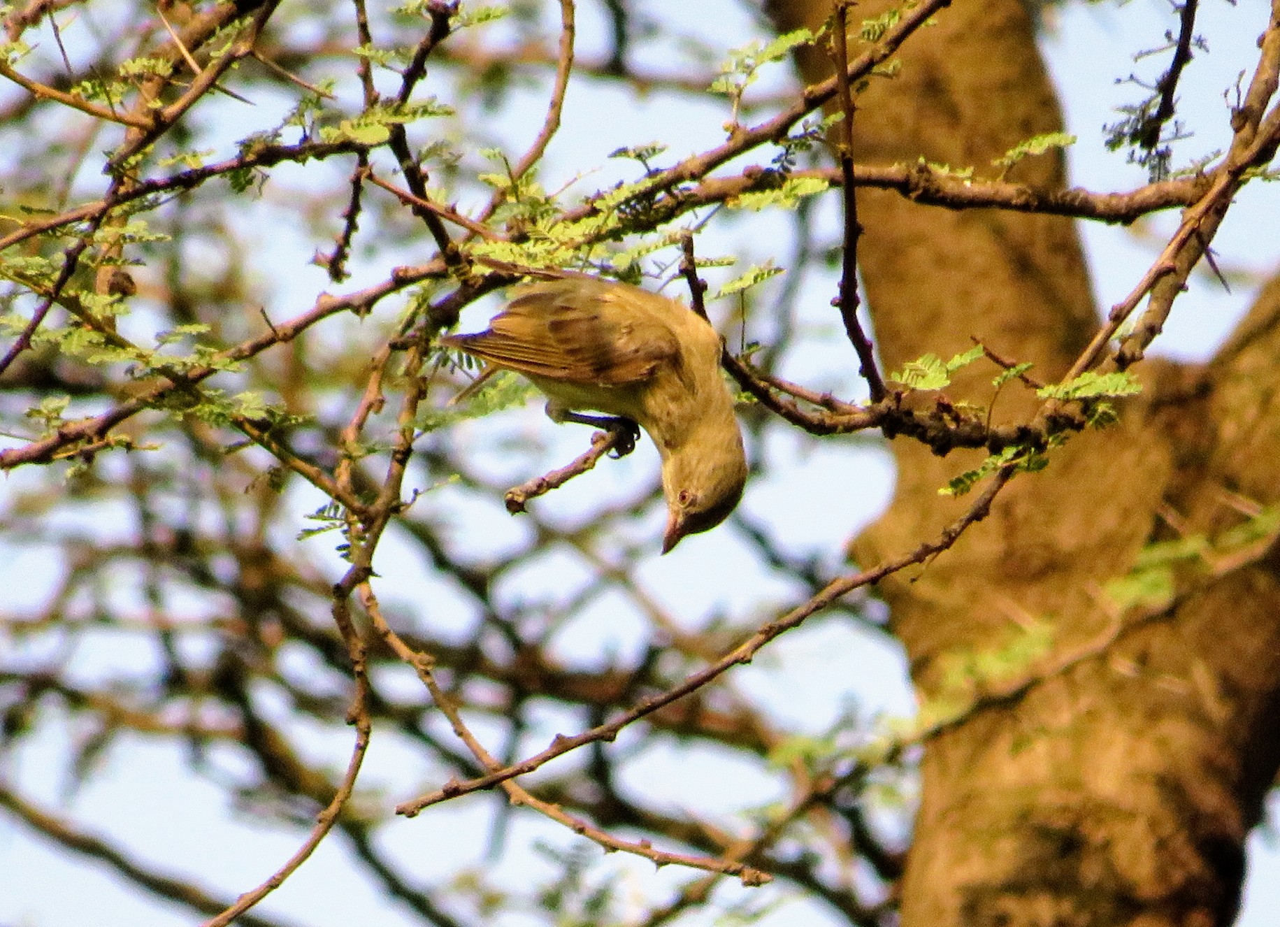 Thick-billed Flowerpecker