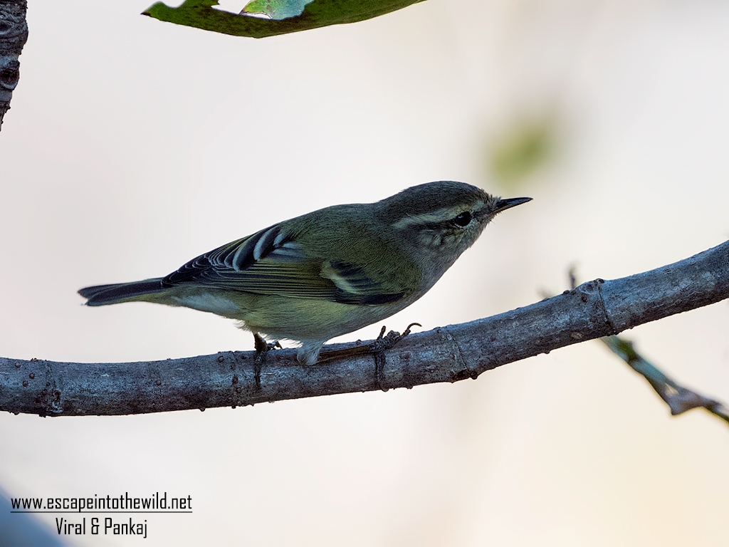 Hume's Leaf Warbler