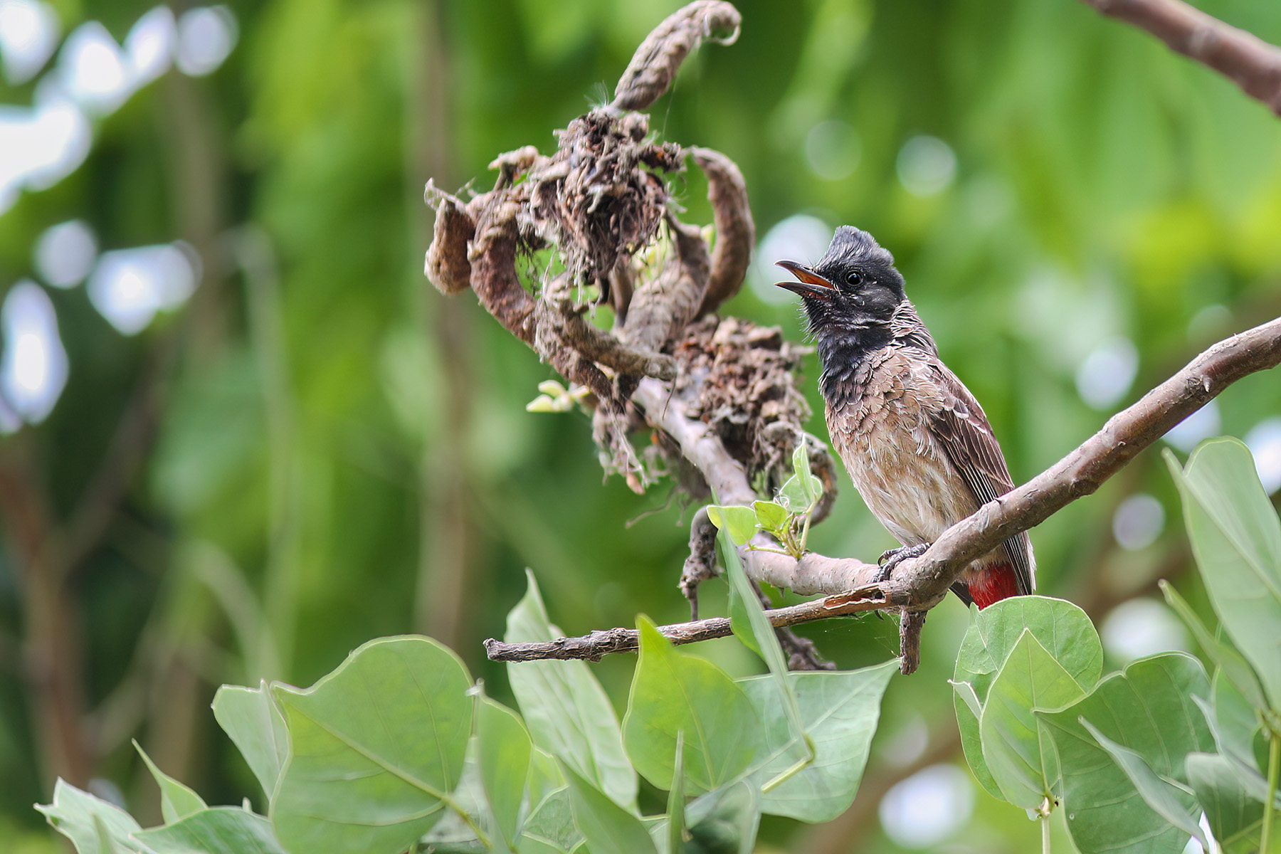 Red-vented Bulbul