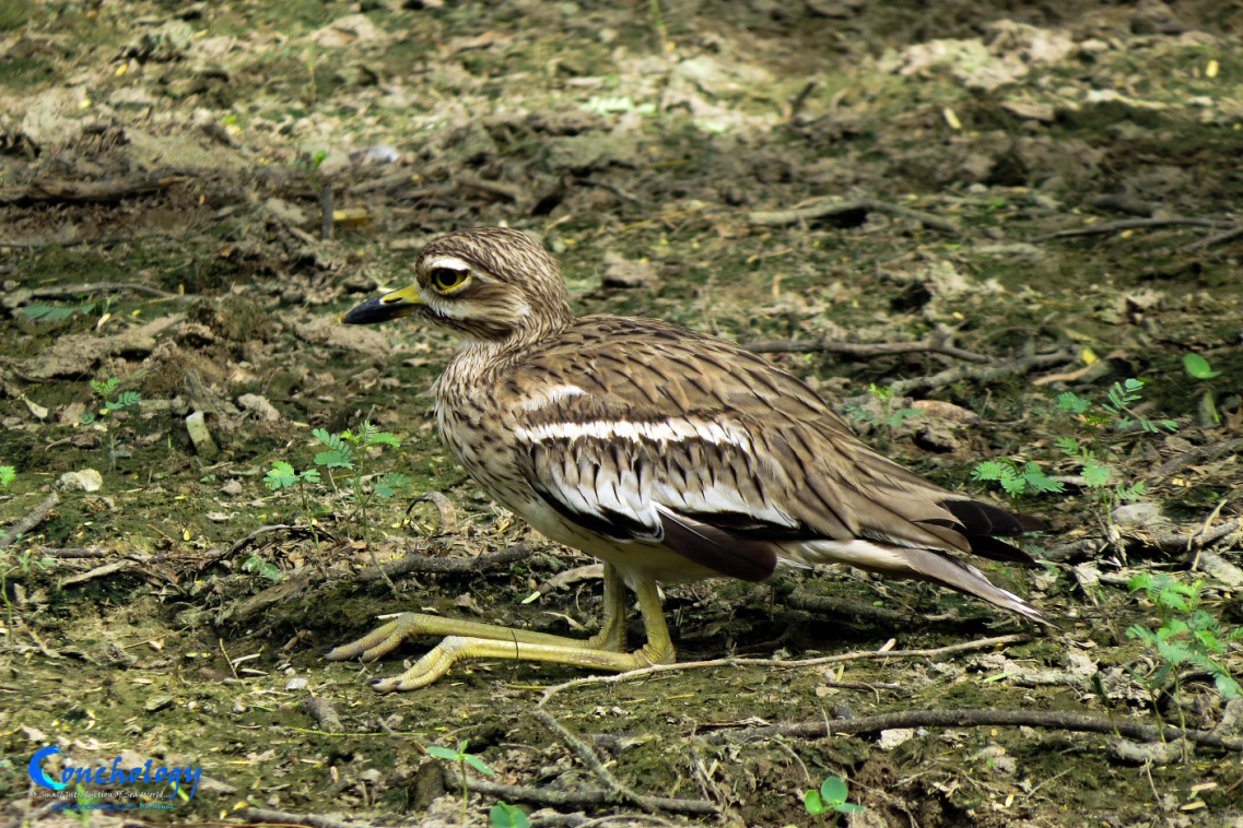 Indian Thick-knee