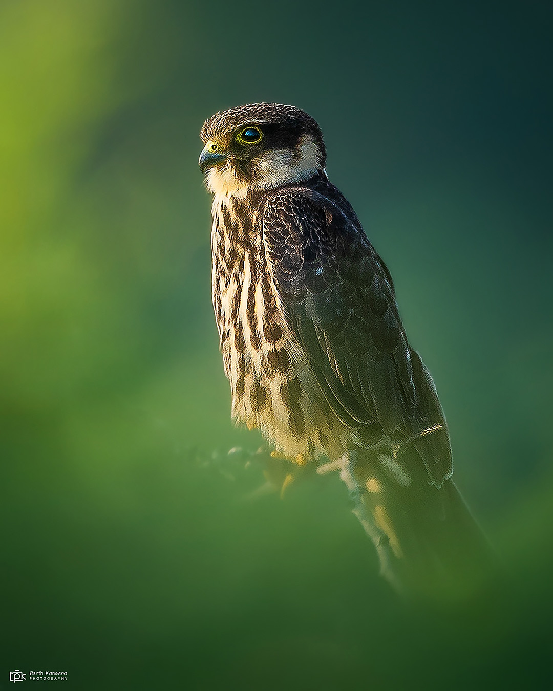 Eurasian Hobby