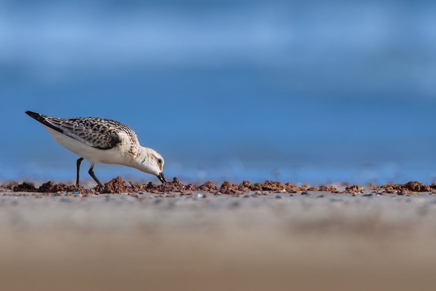 Sanderling
