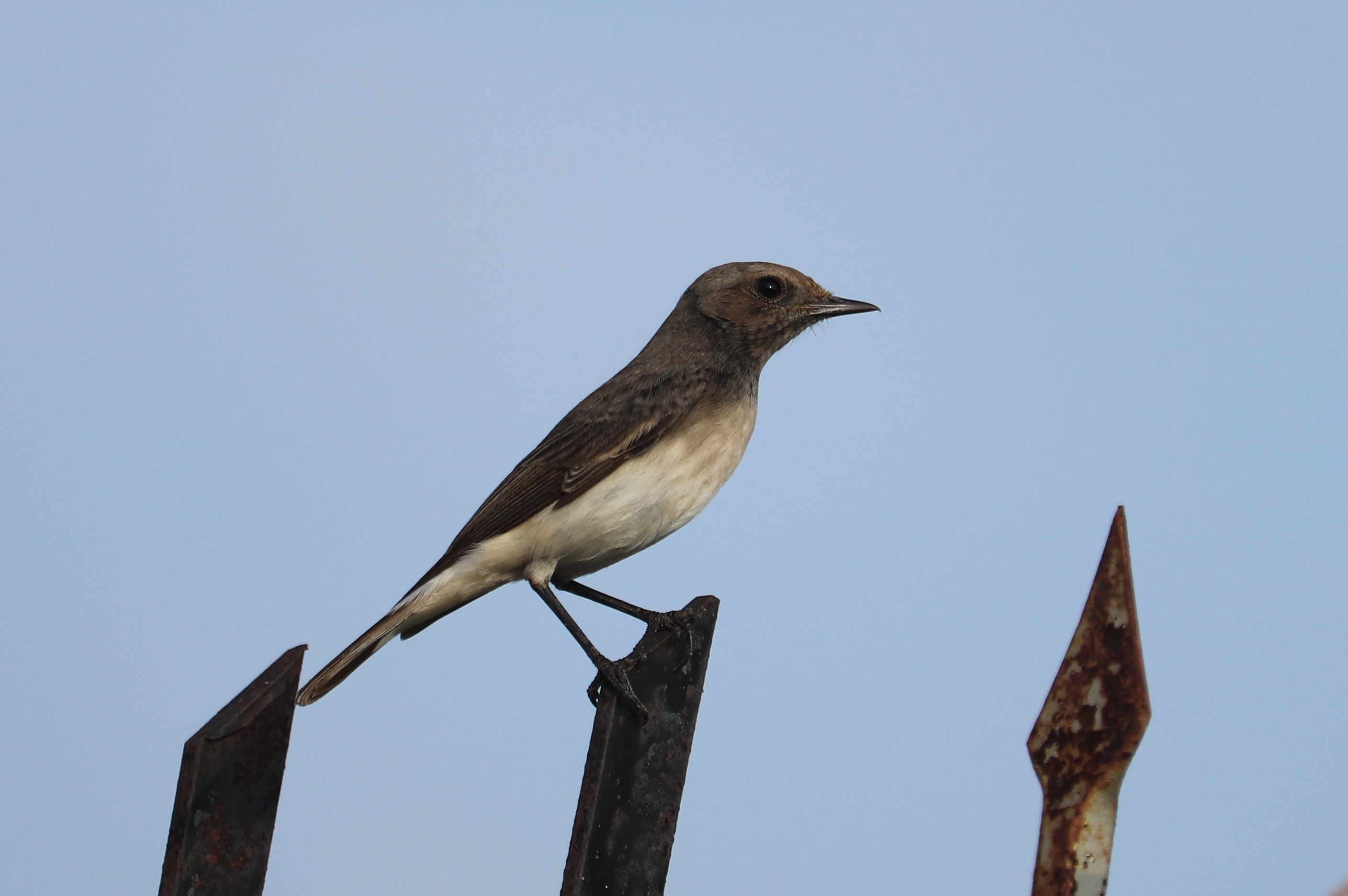 Variable Wheatear