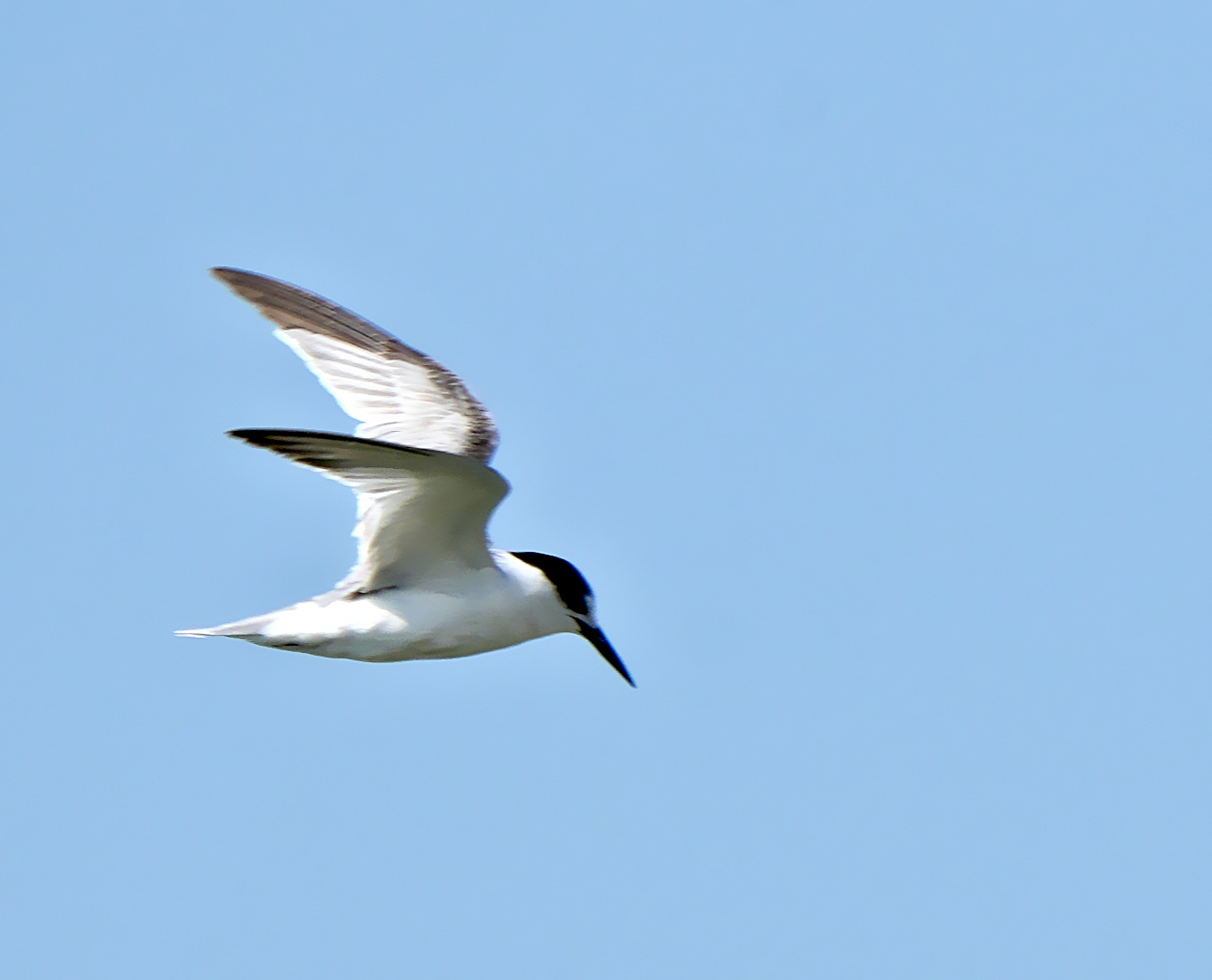 Little Tern