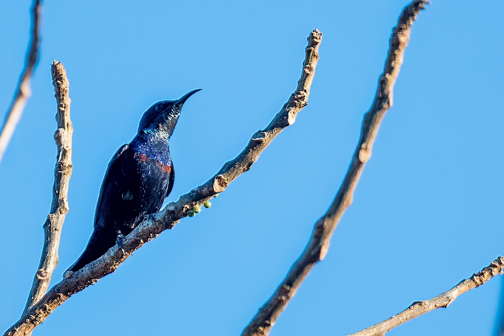 Purple Sunbird