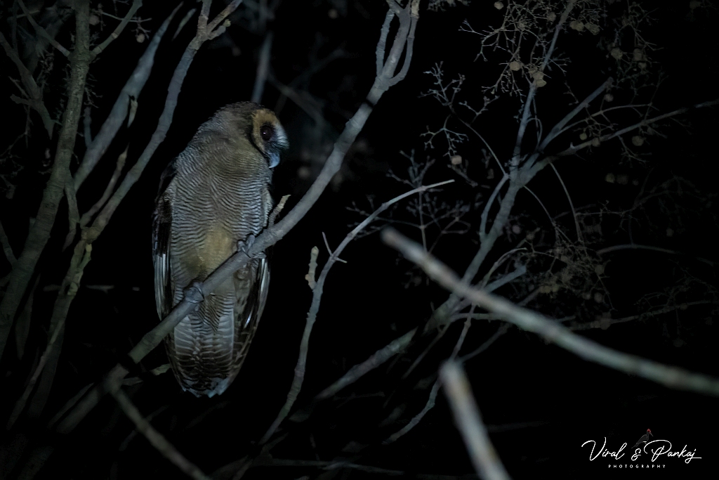 Brown Wood Owl 