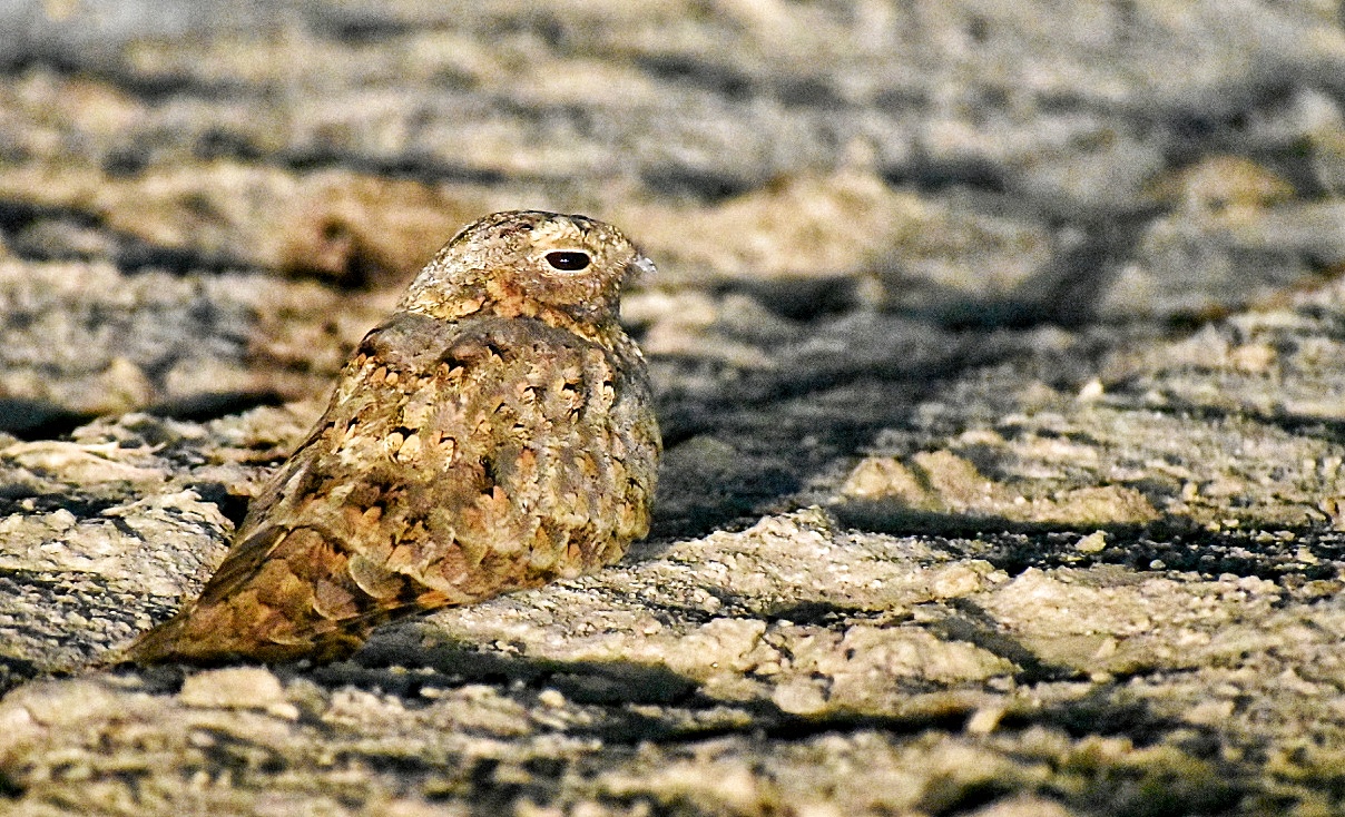 Sykes's Nightjar