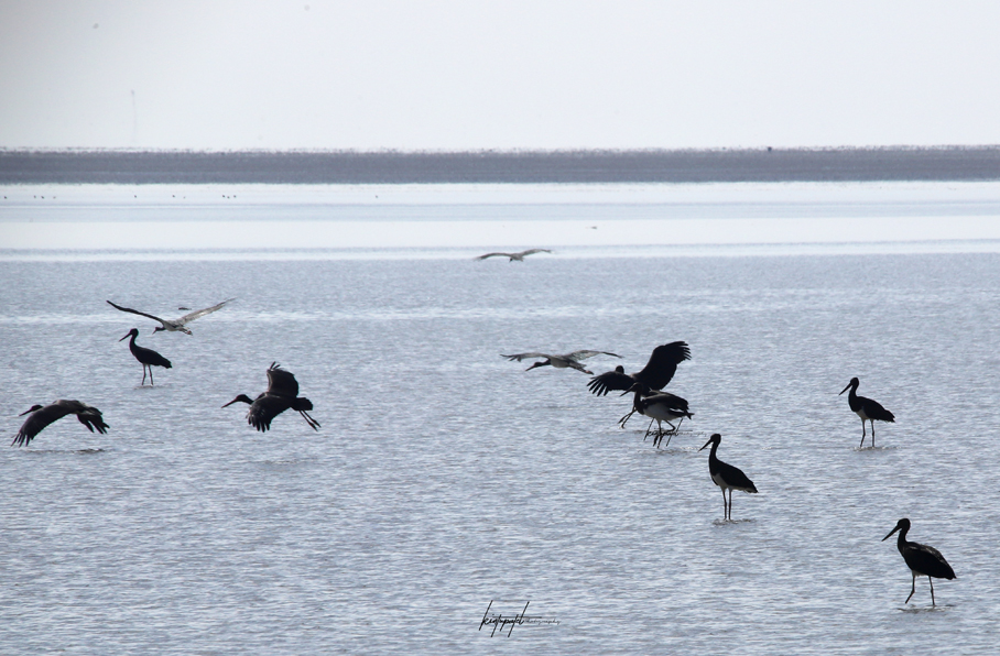 Black Stork