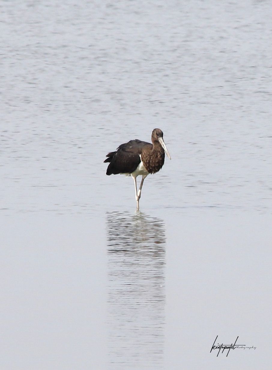 Black Stork