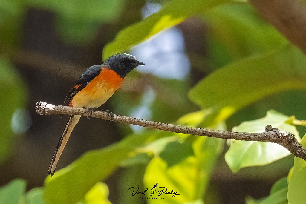 Small Minivet