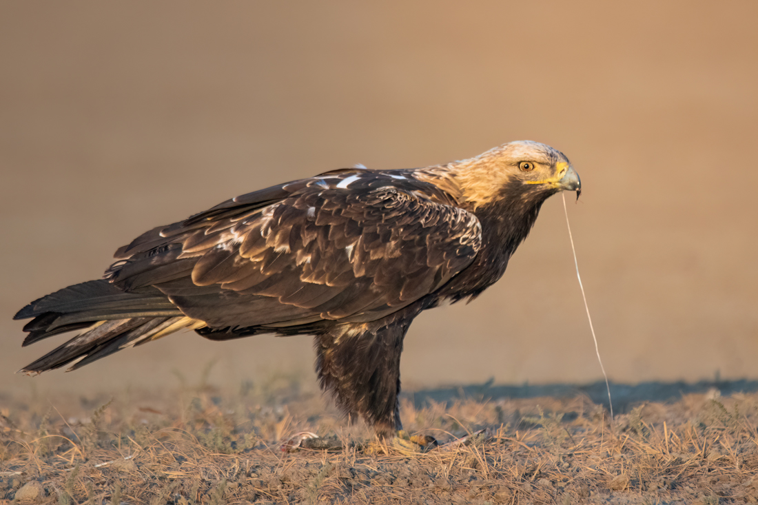 Eastern Imperial Eagle