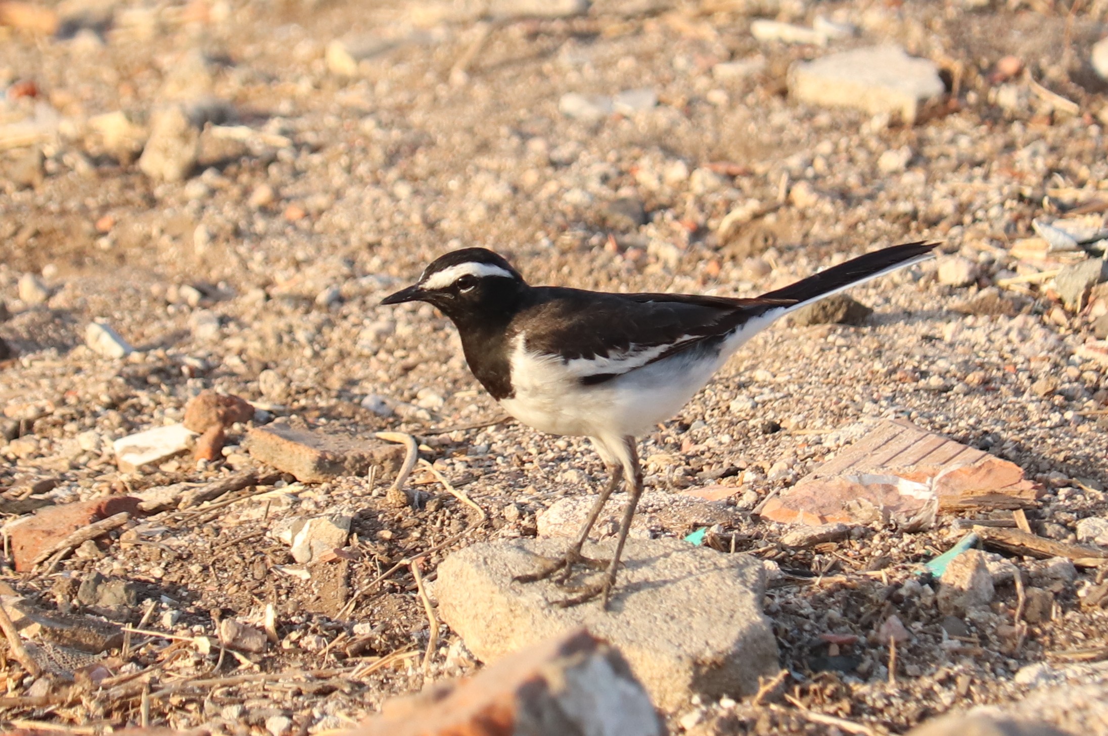 White-browed Wagtail