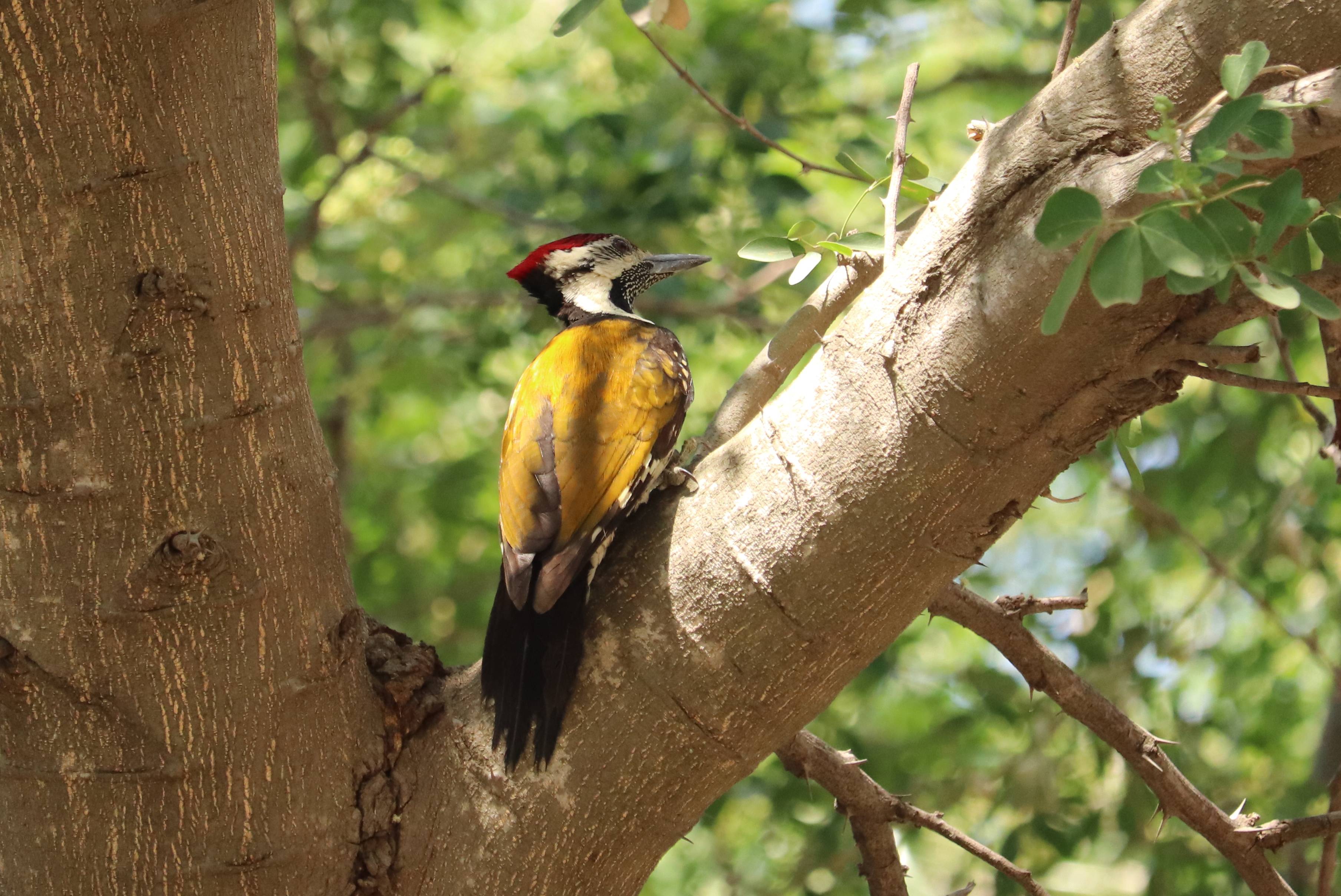 Black-rumped Flameback