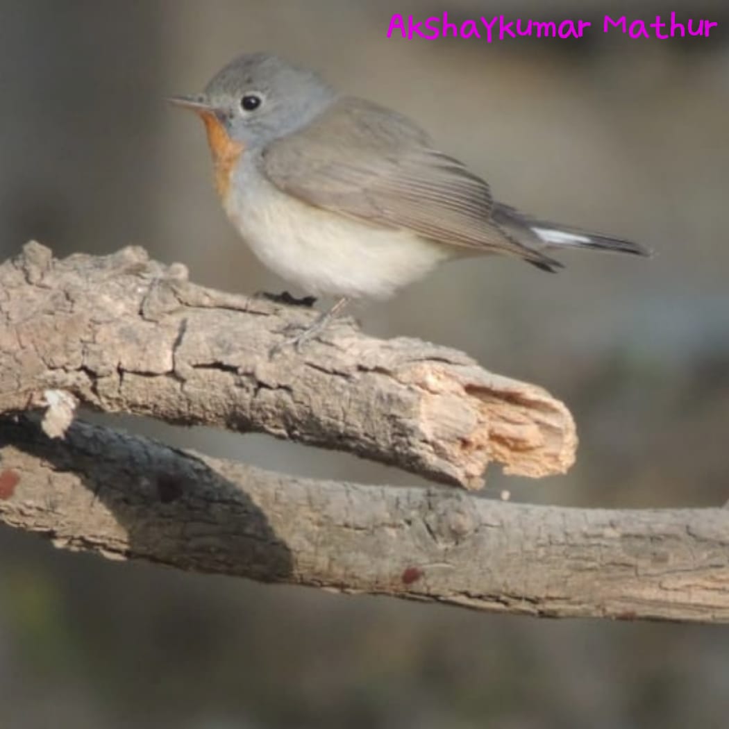 Red-breasted Flycatcher