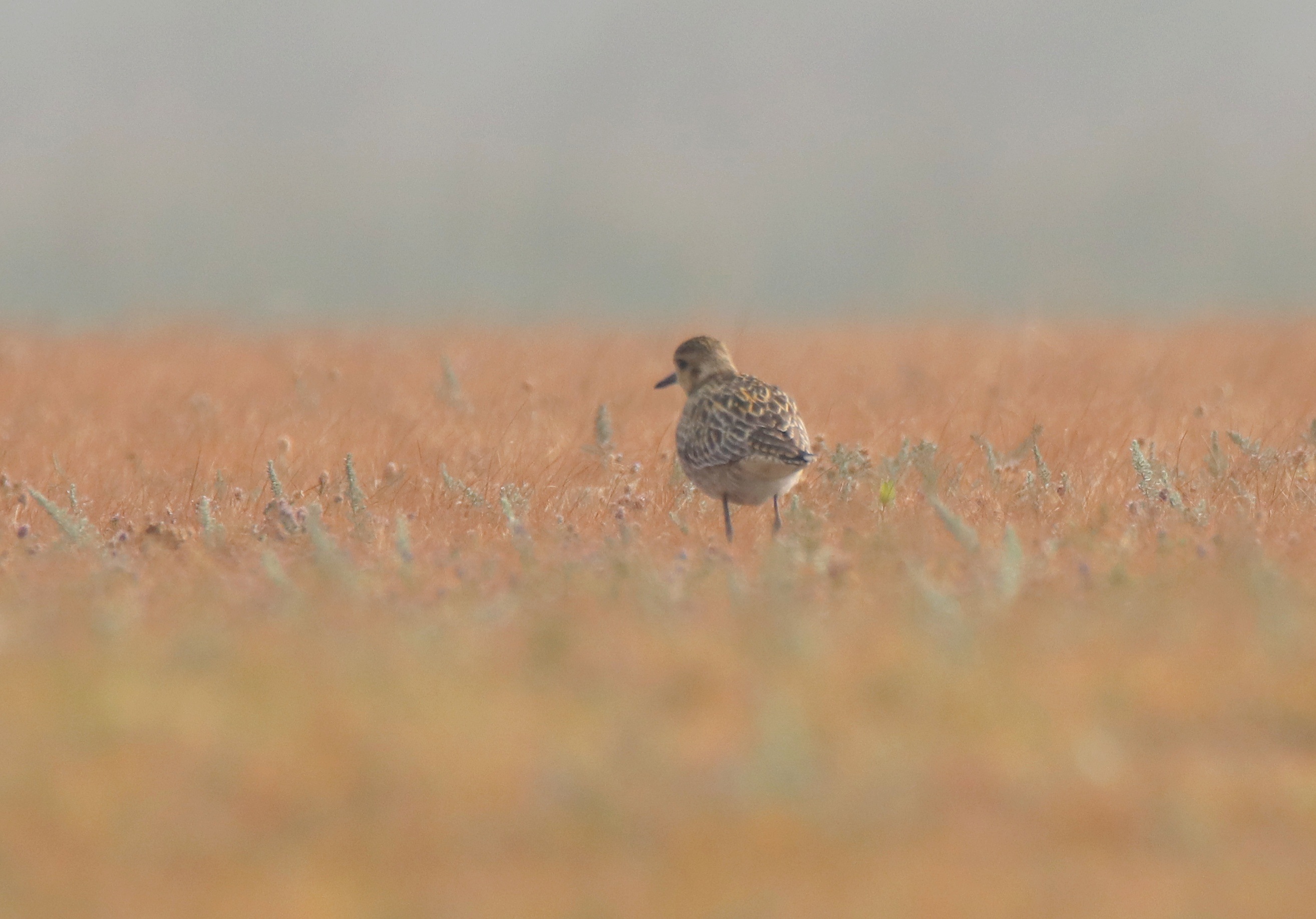 Pacific Golden Plover