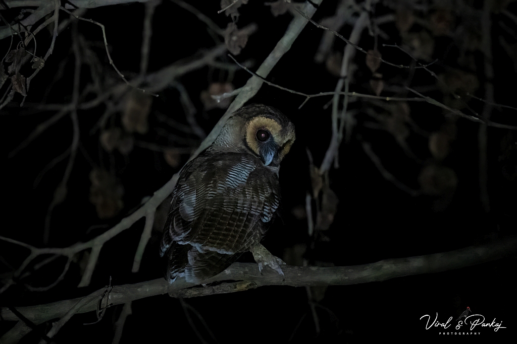 Brown Wood Owl 