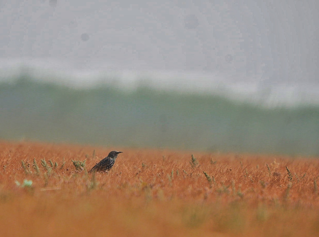 Common Starling