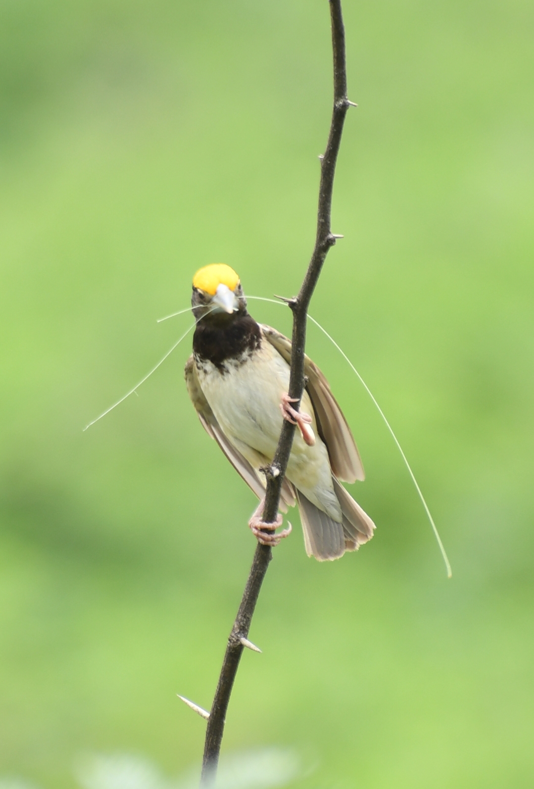 Black-breasted Weaver