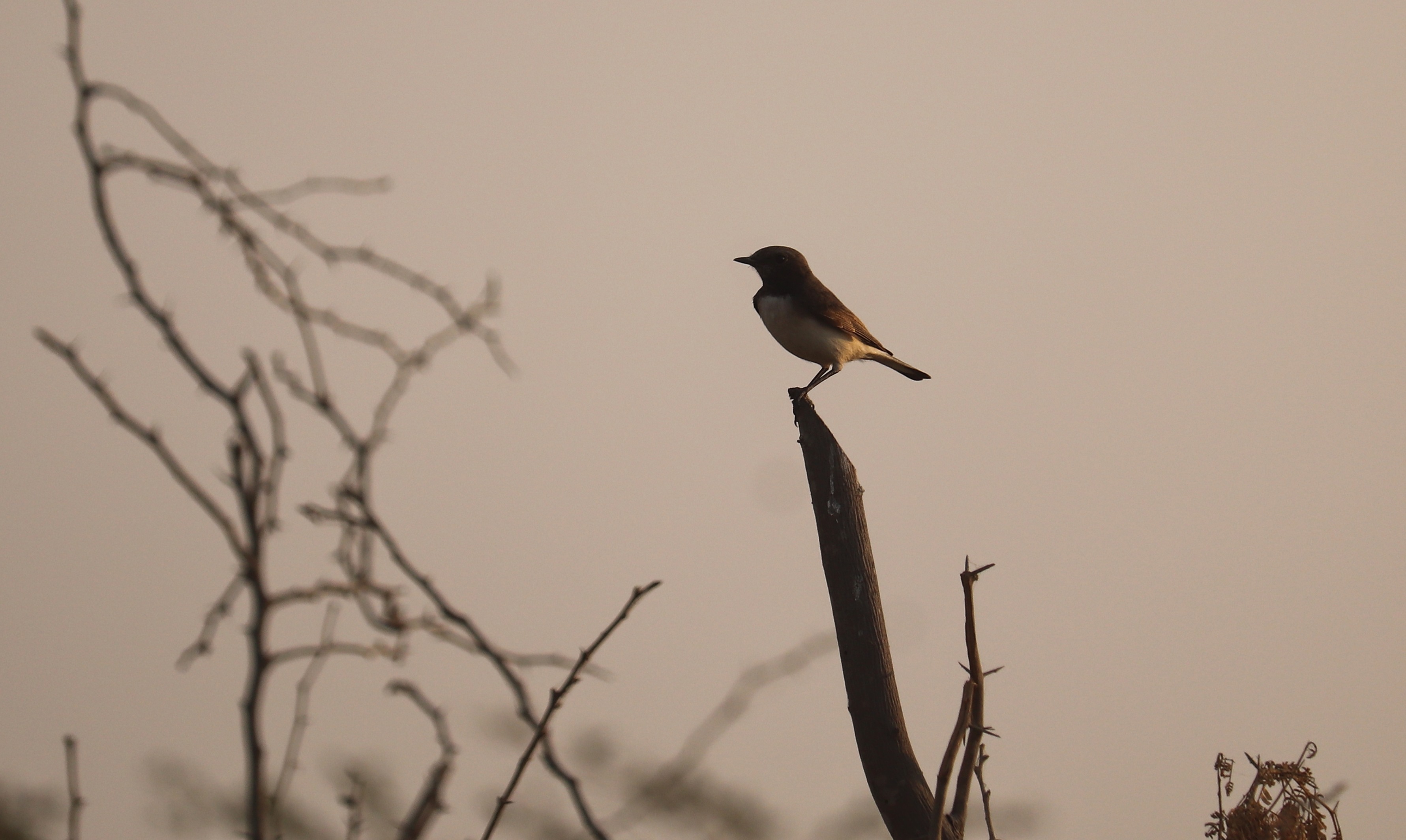 Variable Wheatear