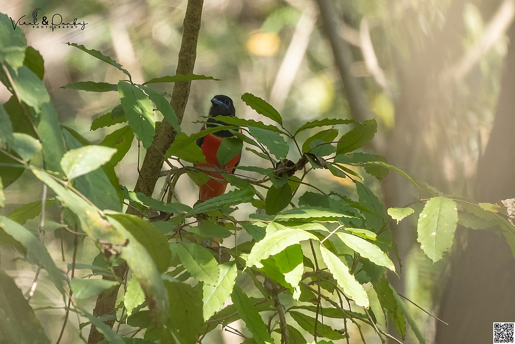 Malabar Trogon