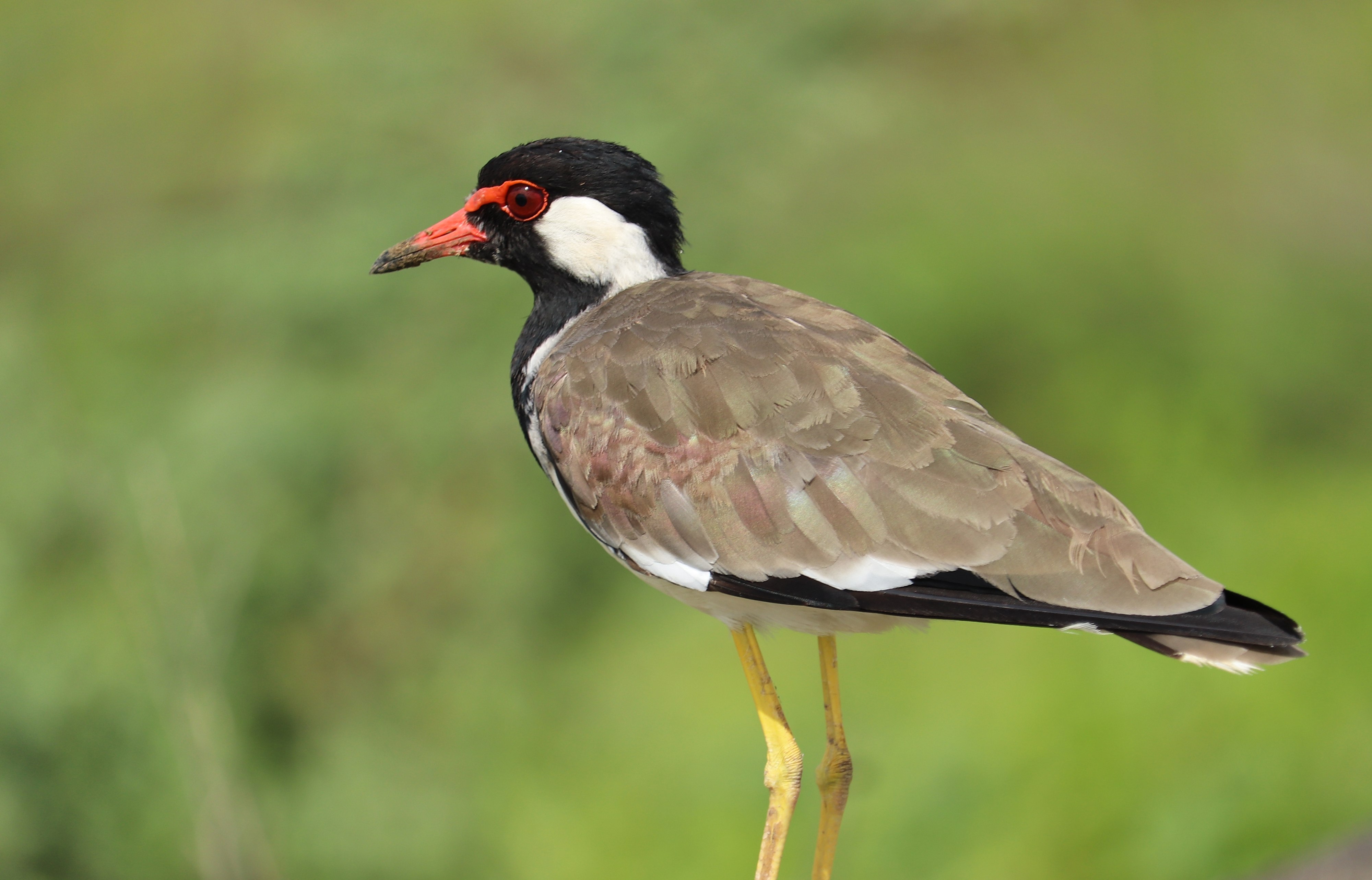 Red-wattled Lapwing
