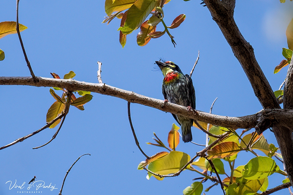 Coppersmith Barbet