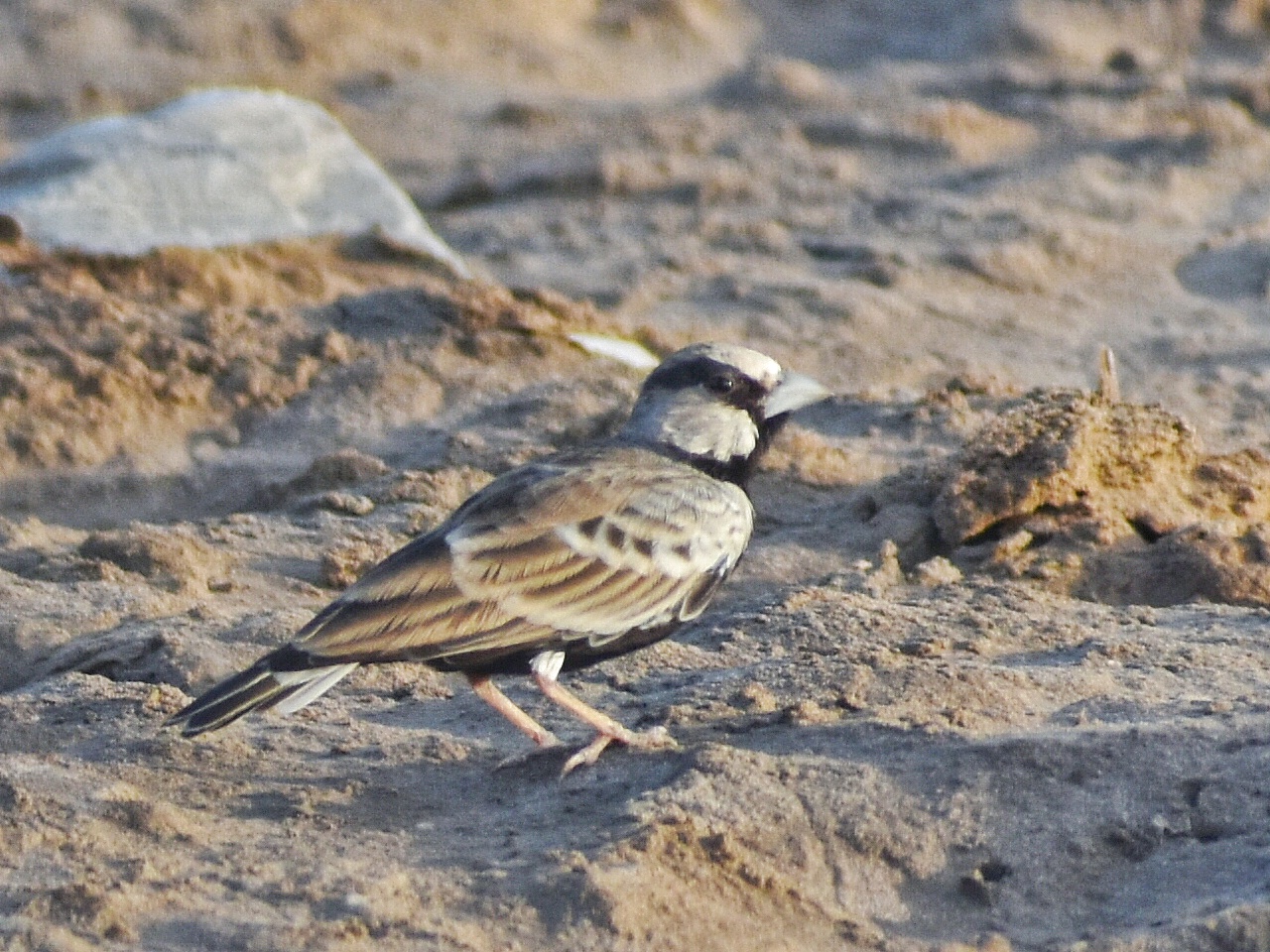 Black-crowned Sparrow Lark