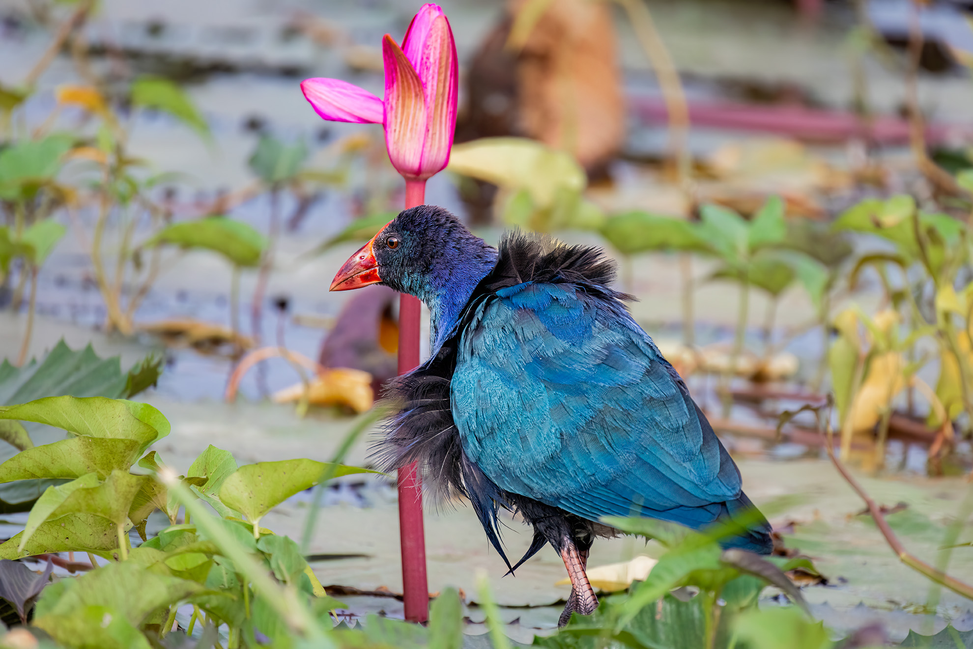 Purple Swamphen
