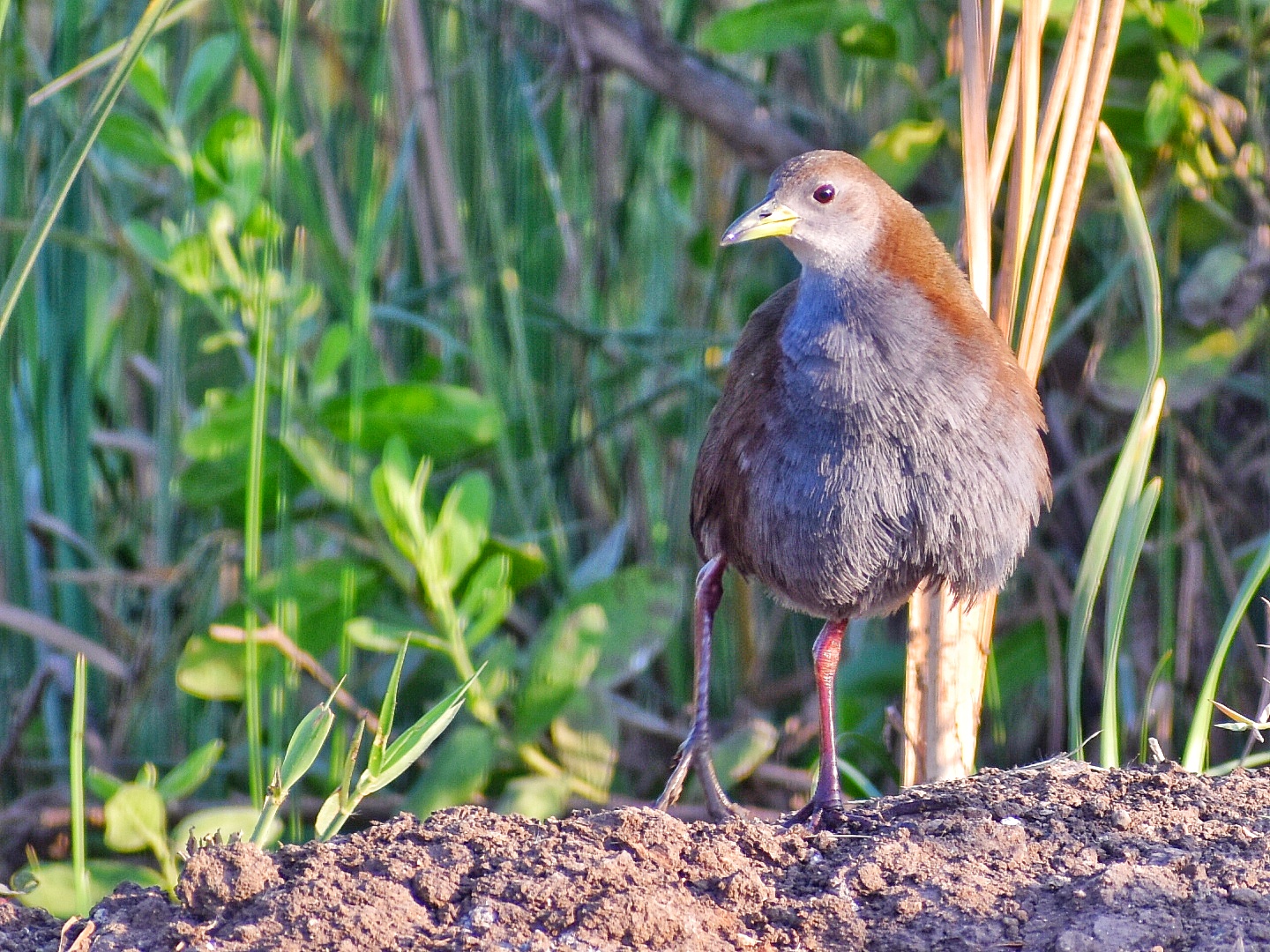Brown Crake